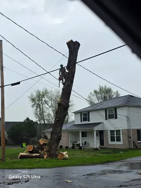A tree service worker cuts a tall tree near power lines in a residential area.