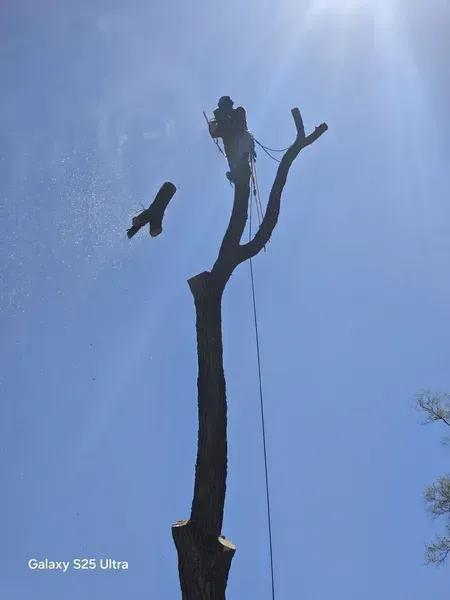 A person cutting down a tree with a chainsaw, against a blue sky.