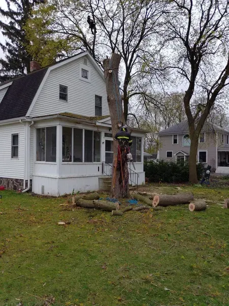 Tree removal in progress near a white house.  A tree worker in harness cuts the trunk.  Logs lie on the grass.
