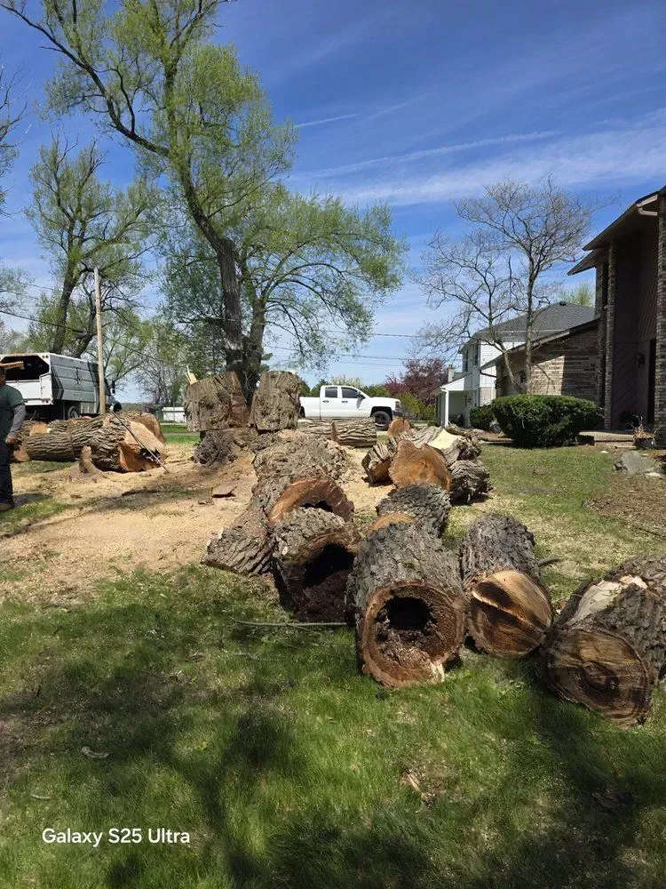 Pile of tree trunks on grass, with a partially felled tree and buildings in the background on a sunny day.