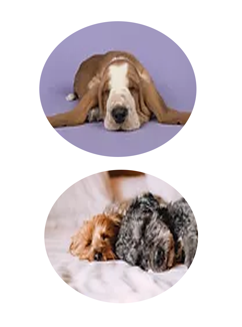 Dog Day Care, Kennels, Boarding & Grooming Euless, TX Sniffs and Licks