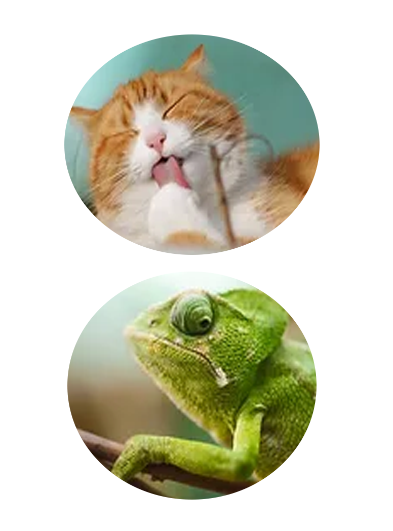 Dog Day Care, Kennels, Boarding & Grooming Euless, TX Sniffs and Licks