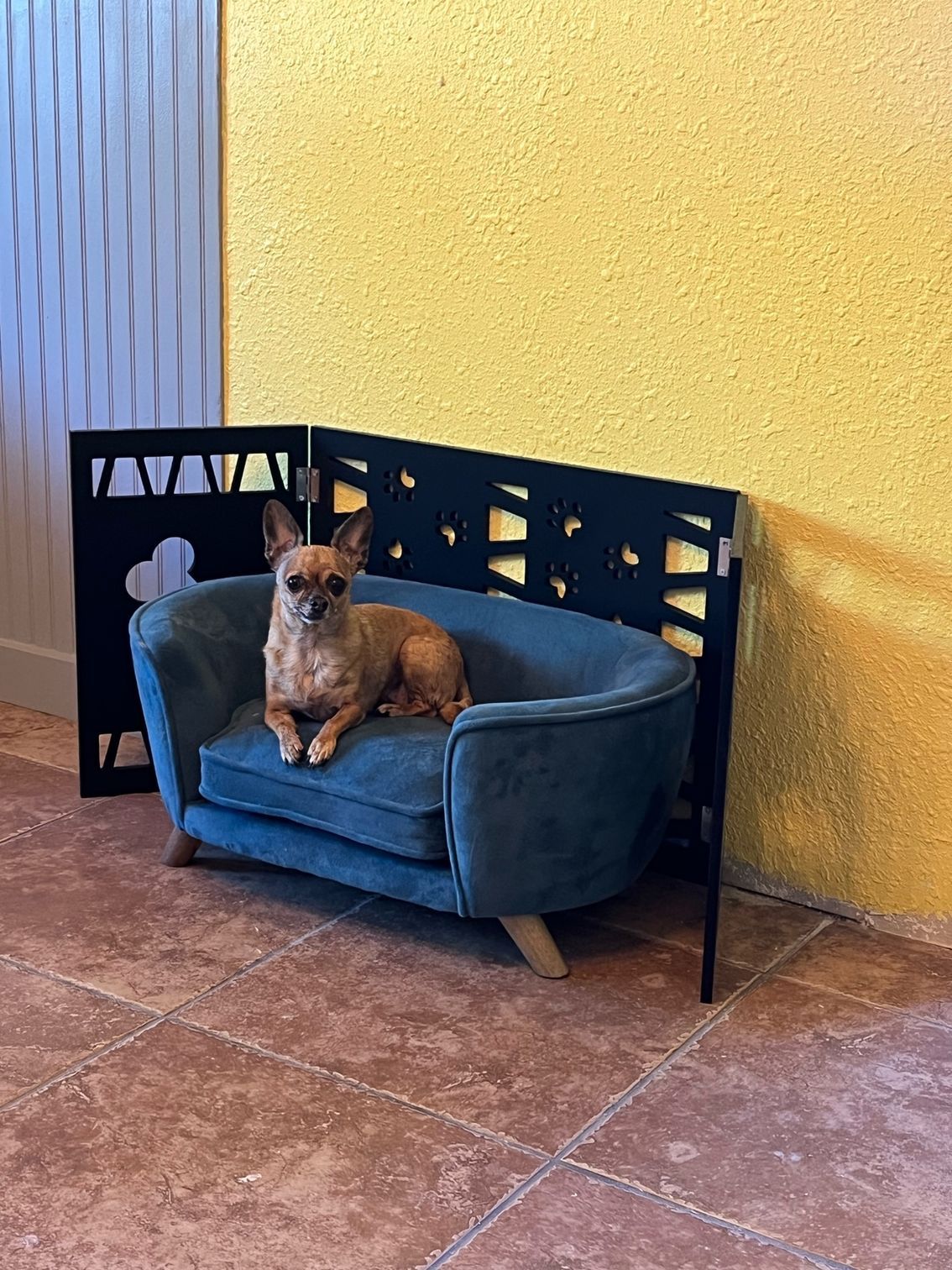 Dog Day Care, Kennels, Boarding & Grooming Euless, TX Sniffs and Licks