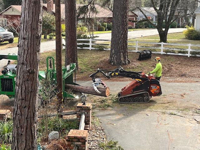 Cyrus Tree Service's Tree Trimming Services in Grass Valley
