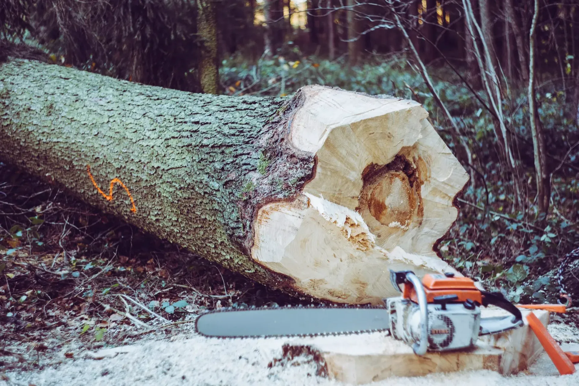 tree removal