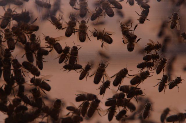 Esto es lo que debes hacer si te encuentras una colmena de abejas