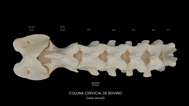 Ossos Da Coluna Vertebral De Animais