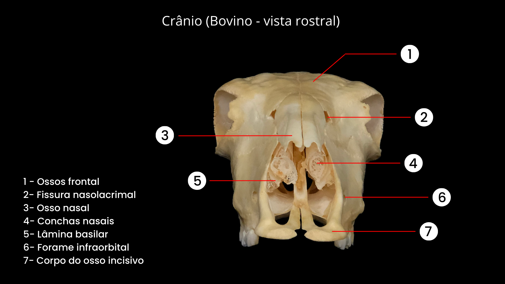 Estudo de Anatomia Comparada - Medicina Veterinária - Estácio Niterói