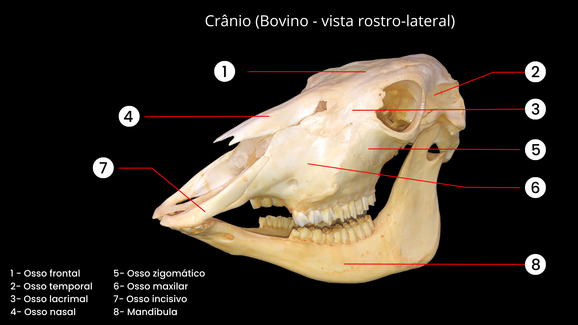Estudo de Anatomia Comparada - Medicina Veterinária - Estácio Niterói