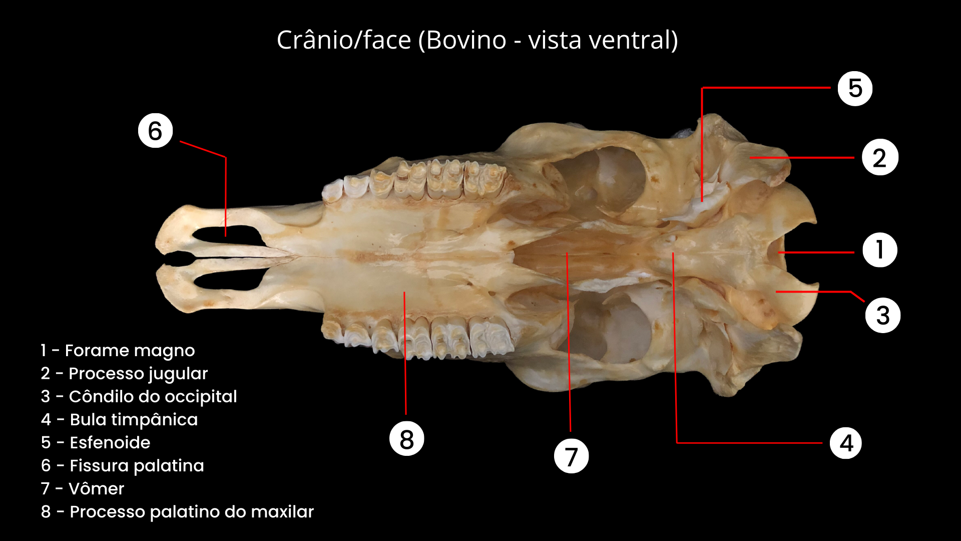 Estudo de Anatomia Comparada - Medicina Veterinária - Estácio Niterói