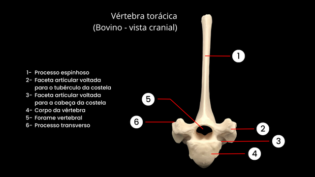 vértebras torácicas vista lateral