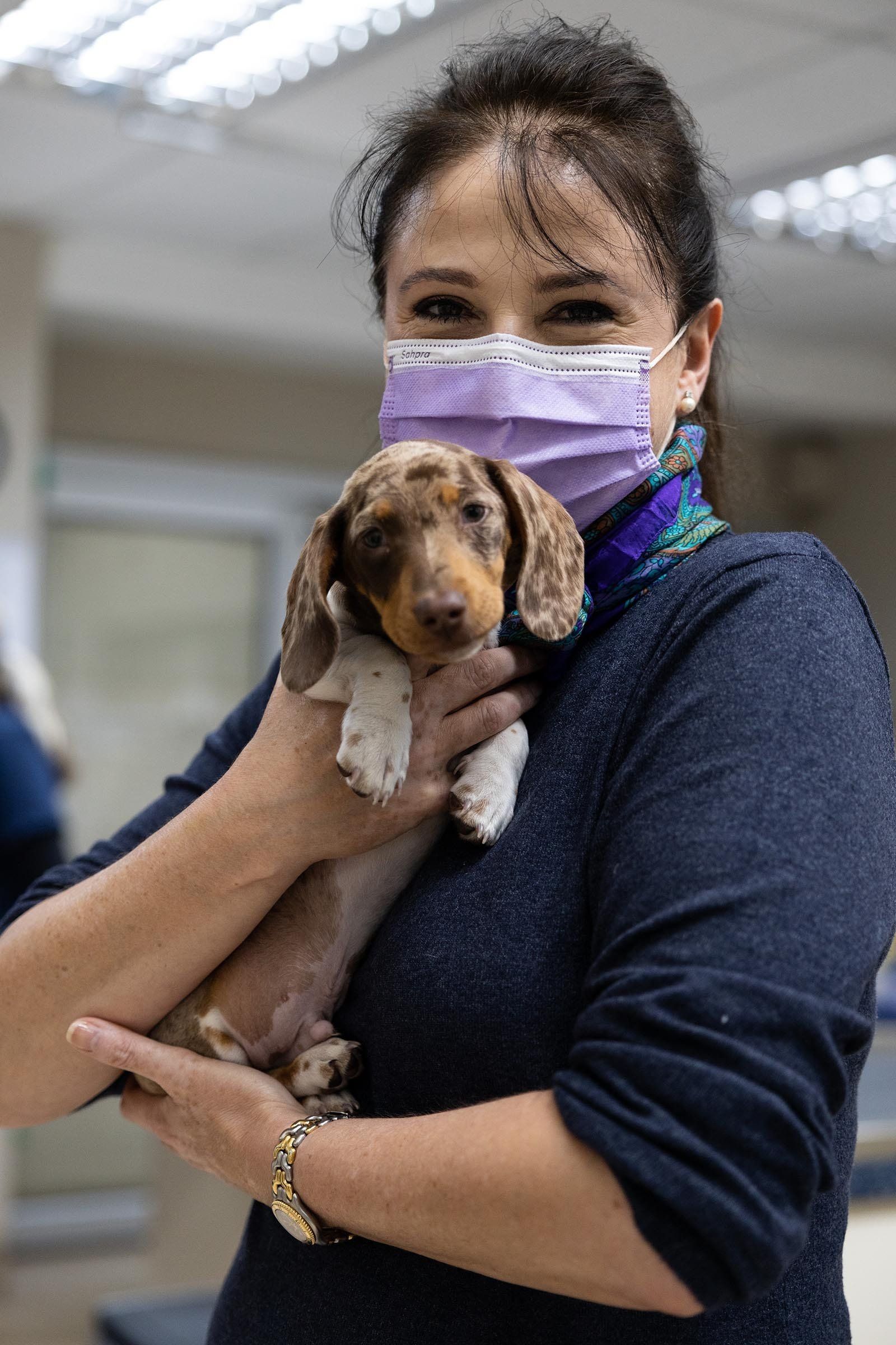 Vet holding dog in Sandton