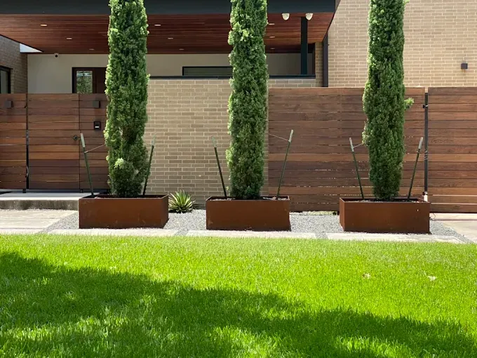 Three tall, green, columnar trees in rectangular, rust-colored planters. Grassy lawn in foreground.
