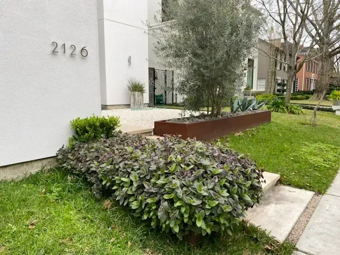 Modern house exterior with landscaping, featuring a raised bed with an olive tree and shrubs.