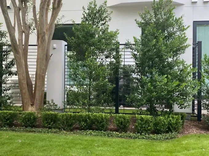 Green shrubs and trees in front of a modern white building with a black fence.