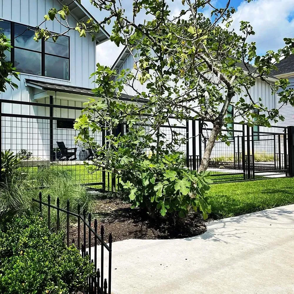 White house with black fences and tree in front yard, on a sunny day.