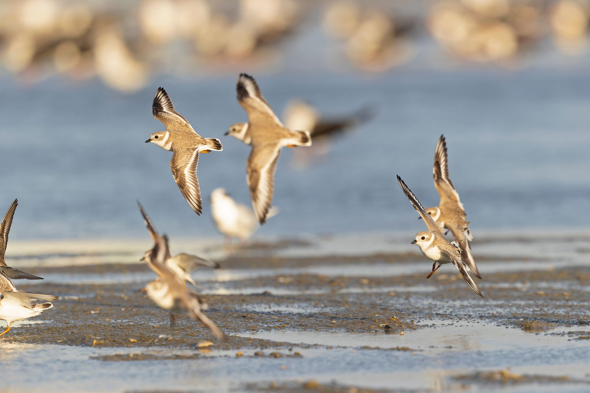 flock of piping plovers