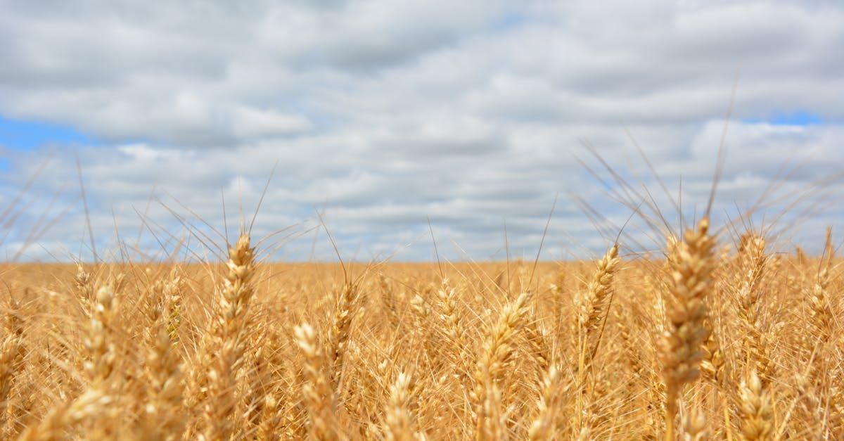 A field of wheat with a cloudy sky in the background.