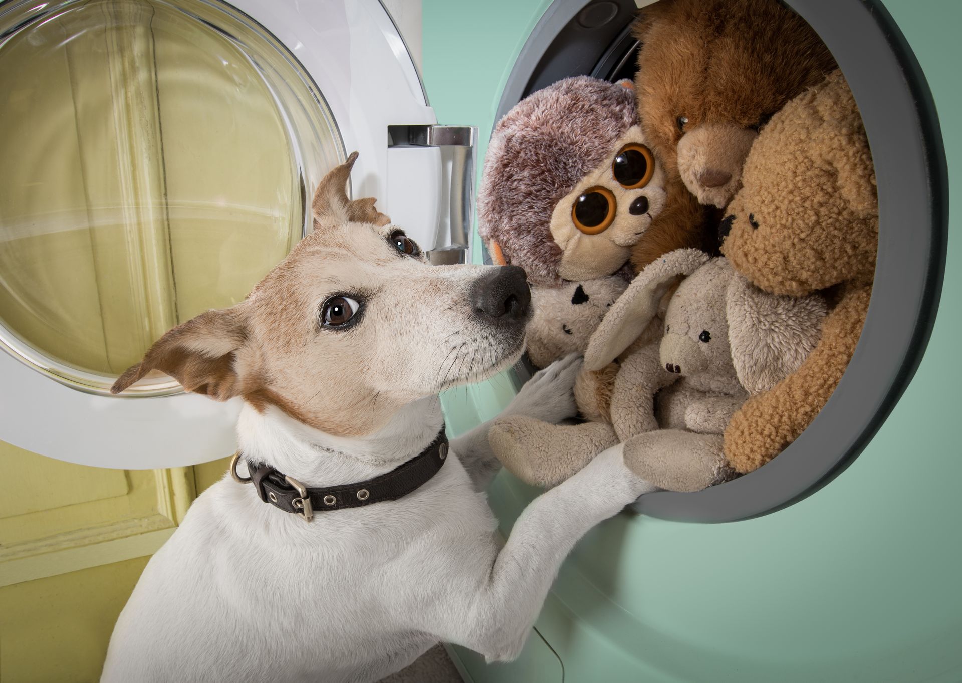 Small dog in a collar reaching toward plush toys in a round wall-mounted pet bed.