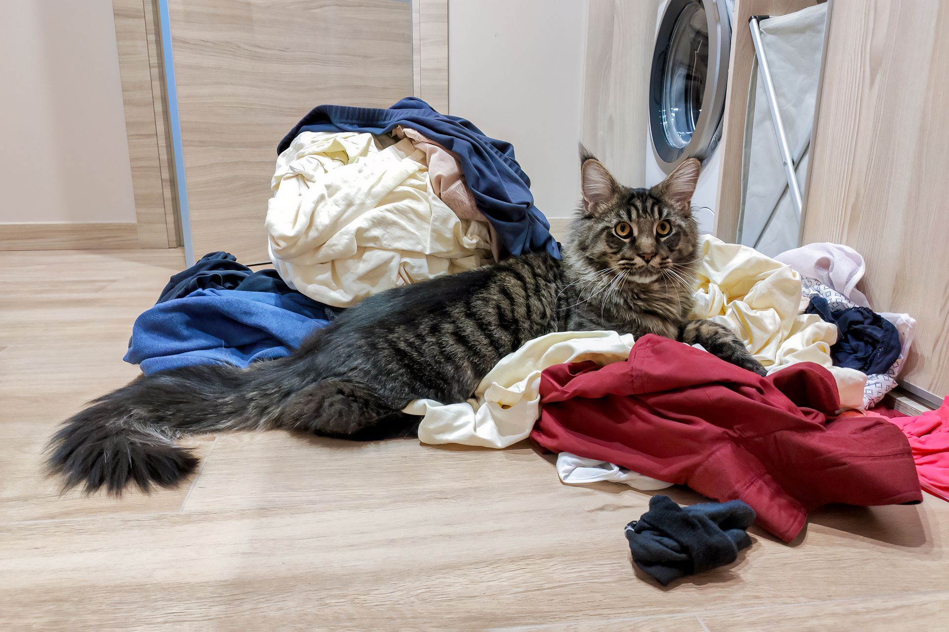Fluffy tabby cat lying on a pile of laundry on a wooden floor, looking at the camera.