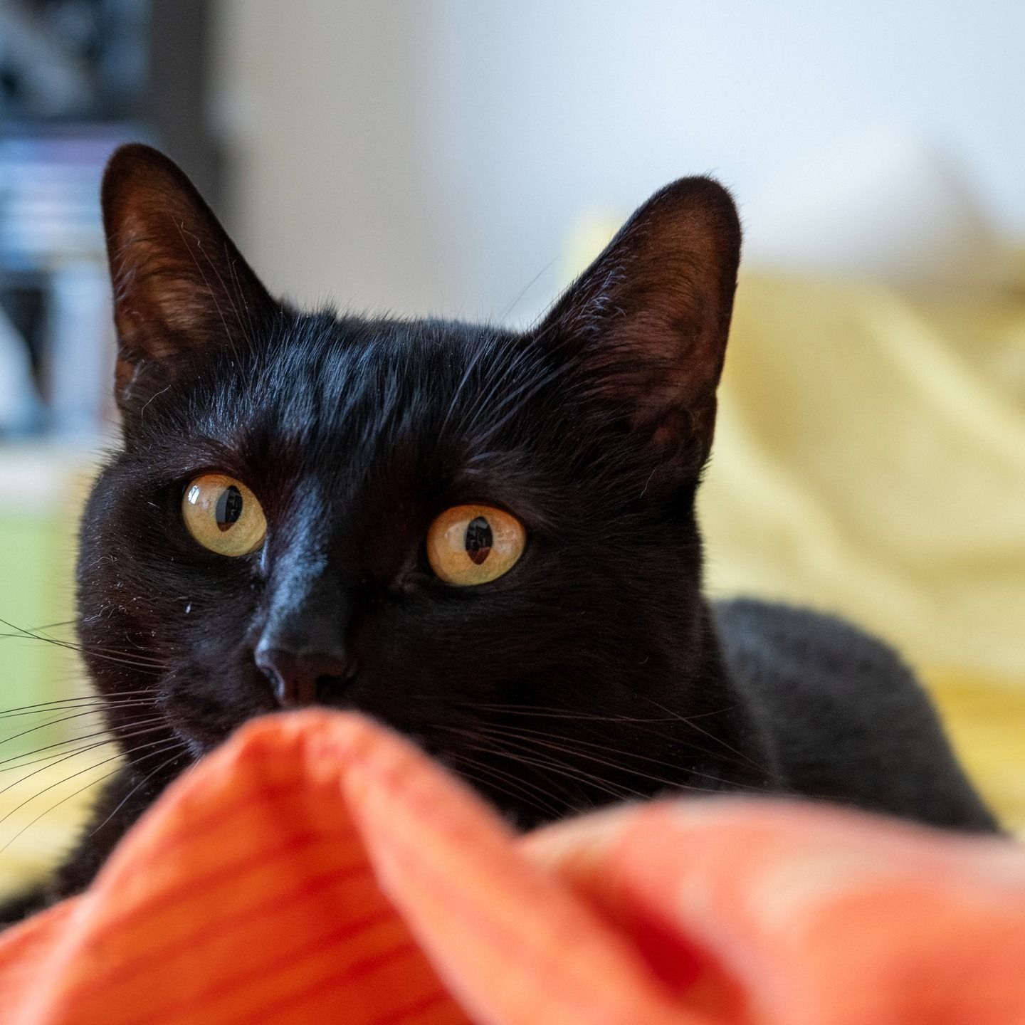 Un gatto nero con gli occhi ambrati guarda verso la telecamera mentre riposa su un letto con tessuti arancioni e gialli.