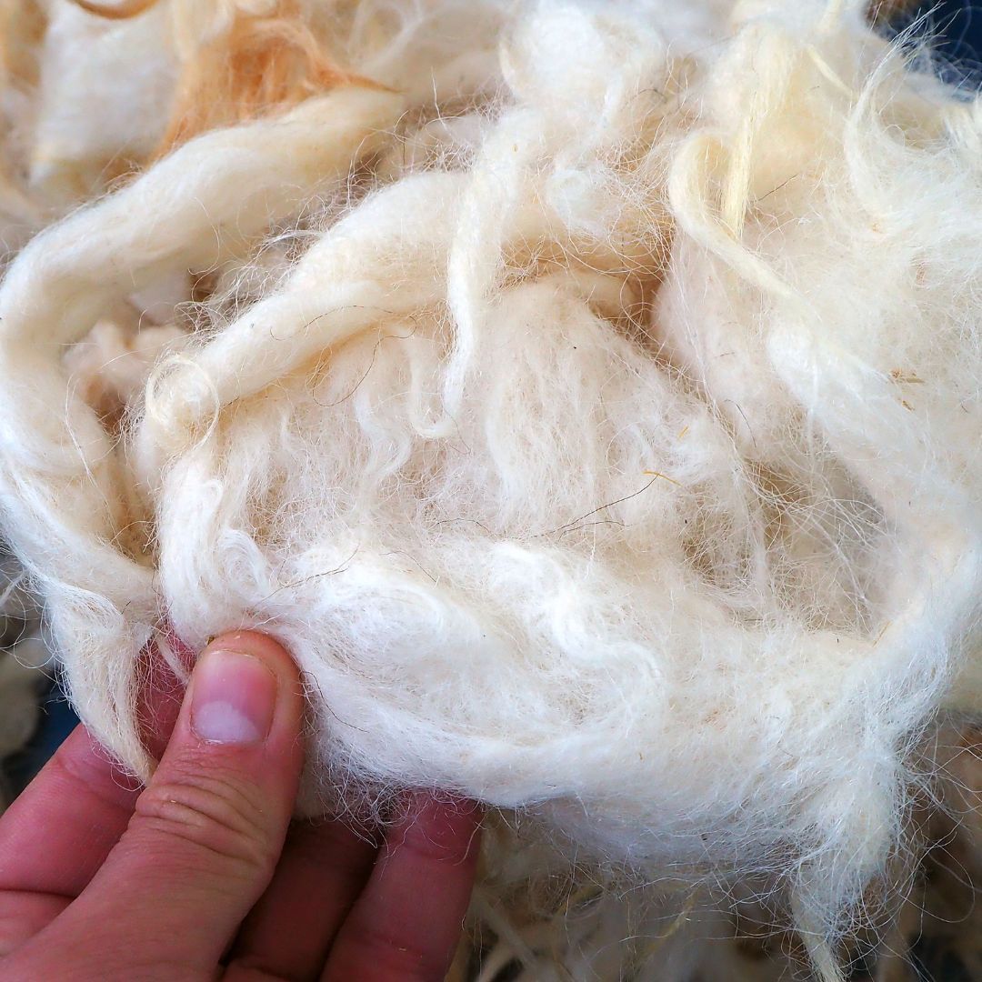 Sheeps wool - Types of yarn fiber
