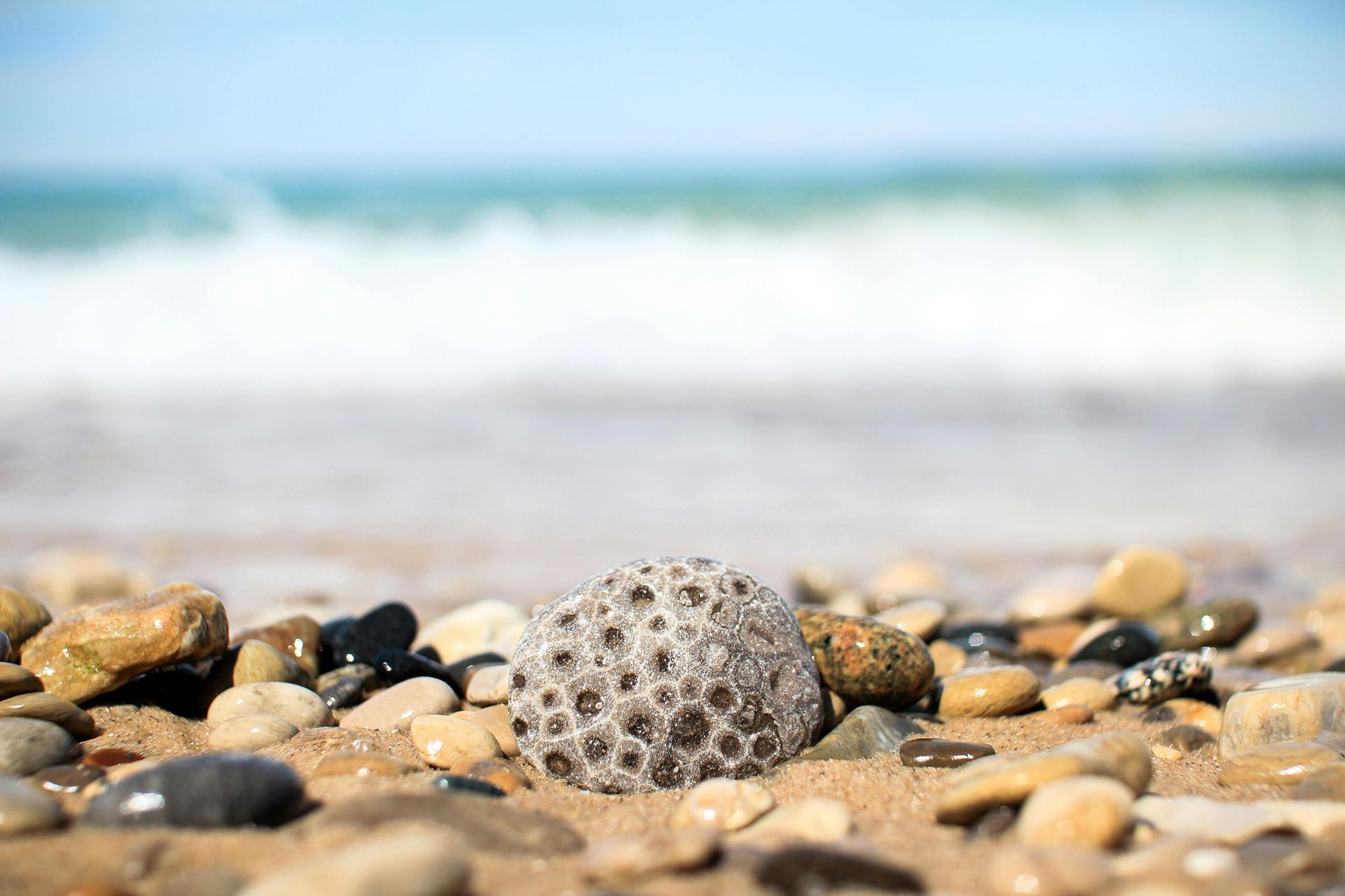 A fossilized coral stone rests on a sandy beach shore, with blurred ocean waves in the background.