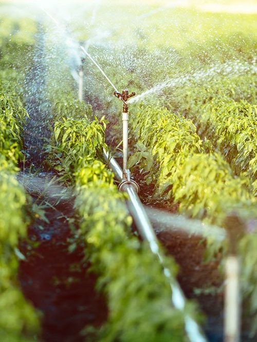 Irrigation System — Lynams Landscapes In Jensen QLD