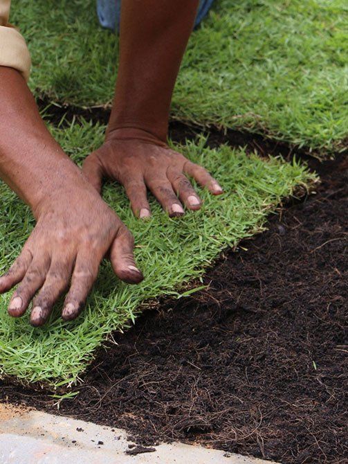Gardener Laying Turf In The Garden — Lynams Landscapes In Jensen QLD Gardener Laying Turf In The Garden — Lynams Landscapes In Jensen QLD