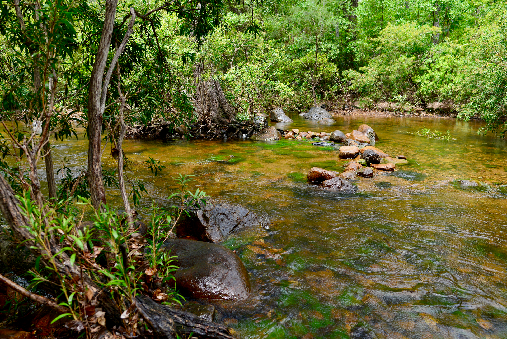 A river in the middle of a forest surrounded by trees and rocks — Lynams Landscapes Pty Ltd in Alligator Creek, QLD