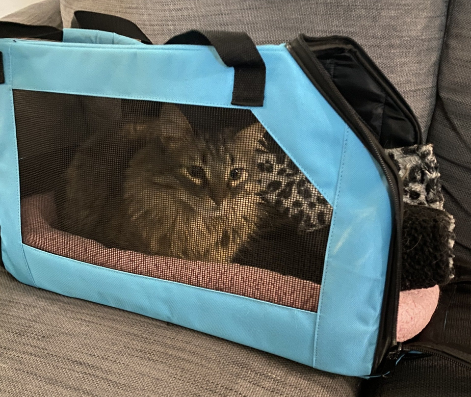 Merry loves his carrier!