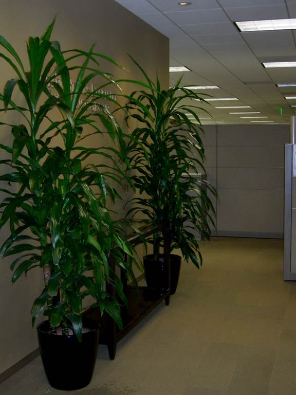 Indoor Plant Care — Riki Plants in Orange County, CA