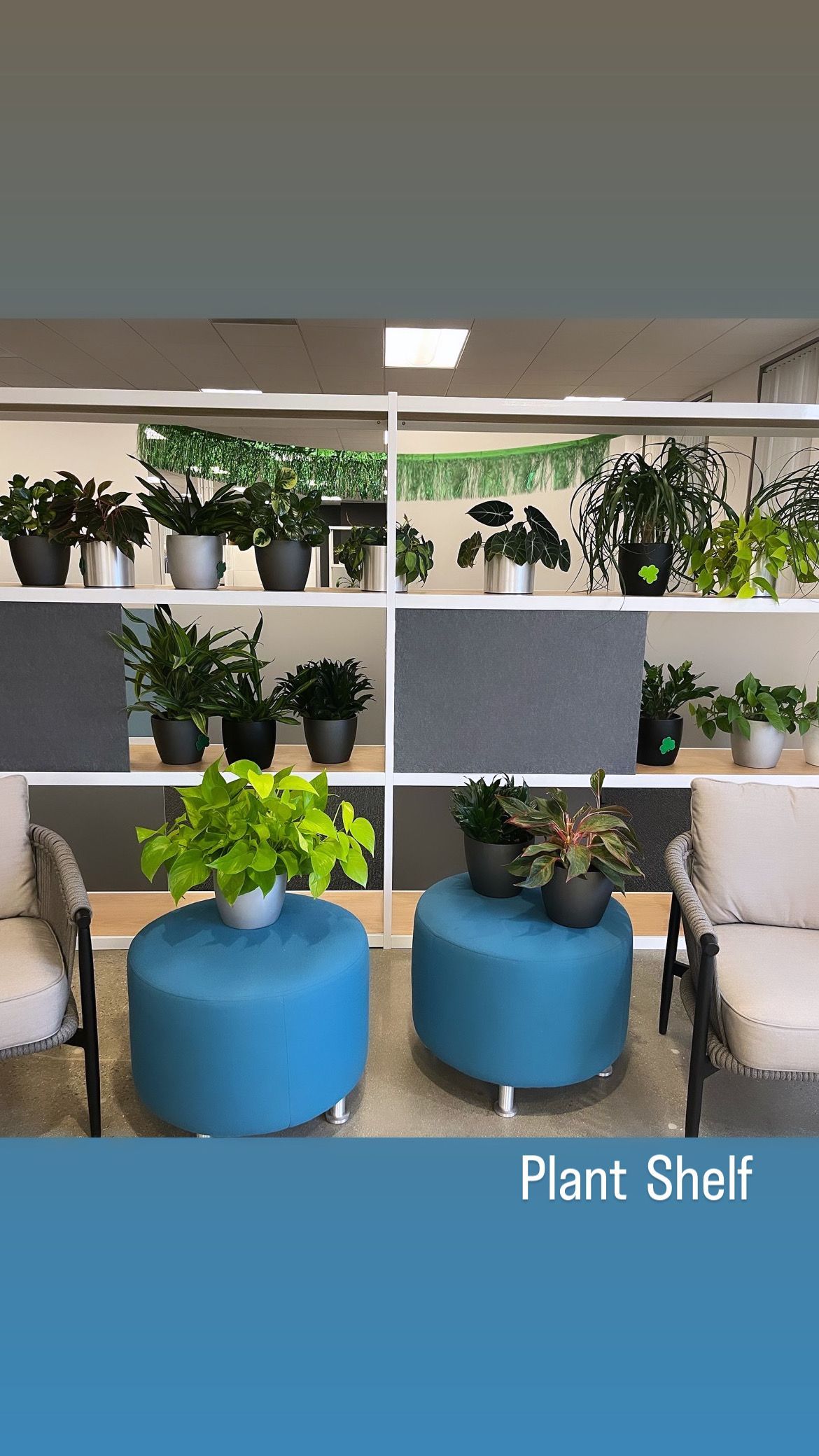 Plant Shelves With Chairs — DFW Airport, TX — Pacific Interior Plants