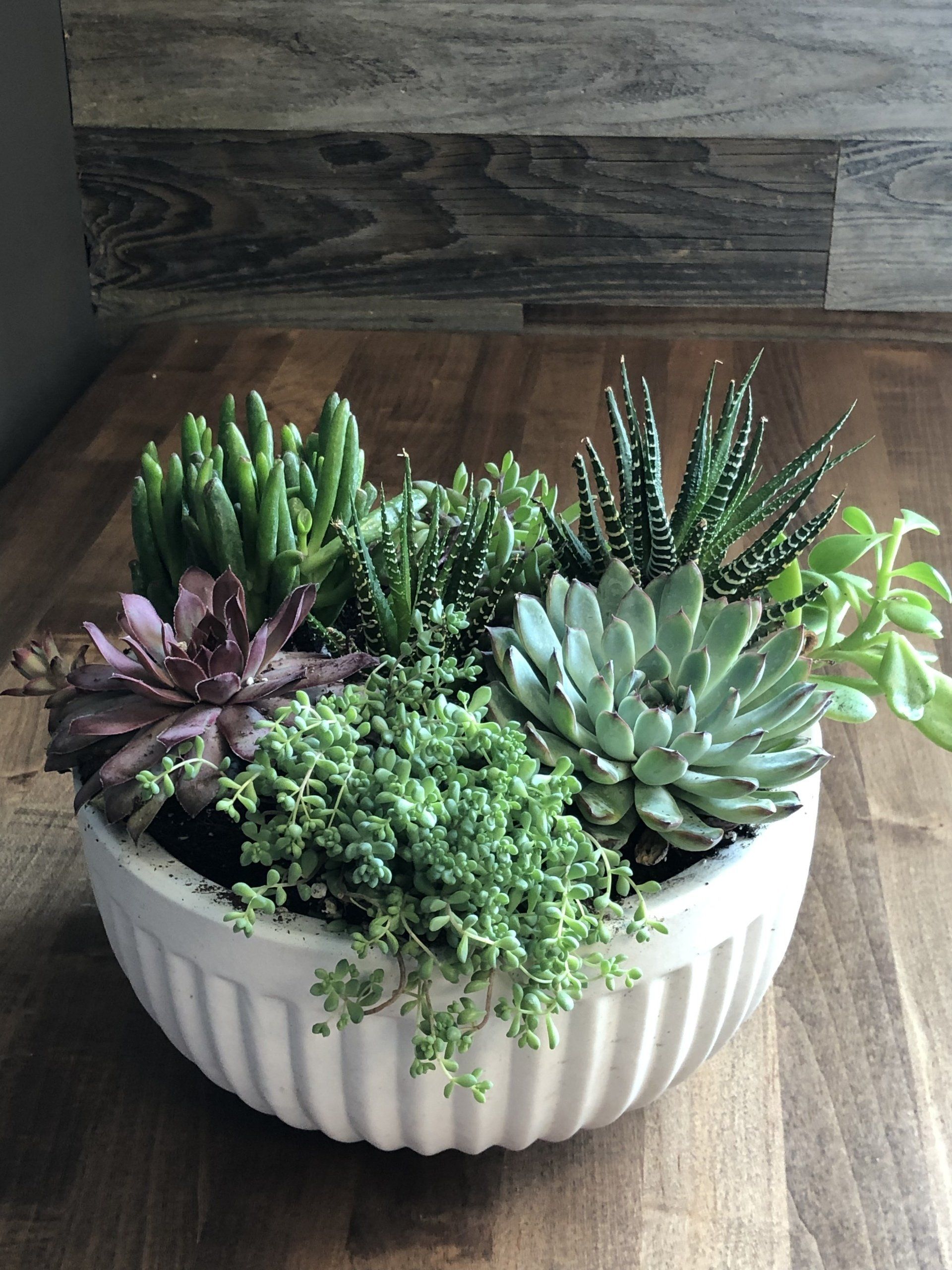 Beautiful Plants — Orange County — Pacific Interior Plants