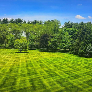 A lush green field with trees in the background and a blue sky.