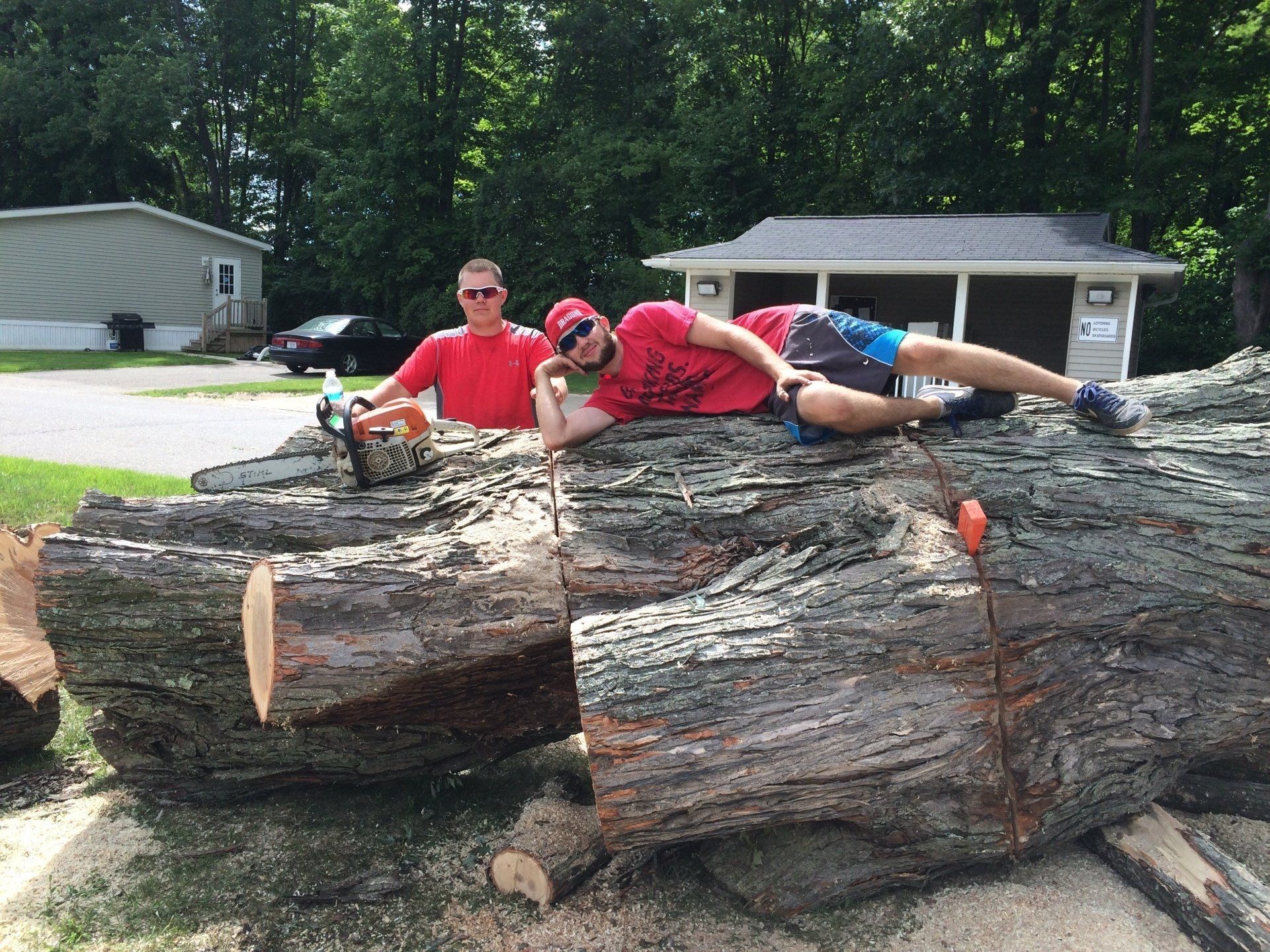 After cutting the tree