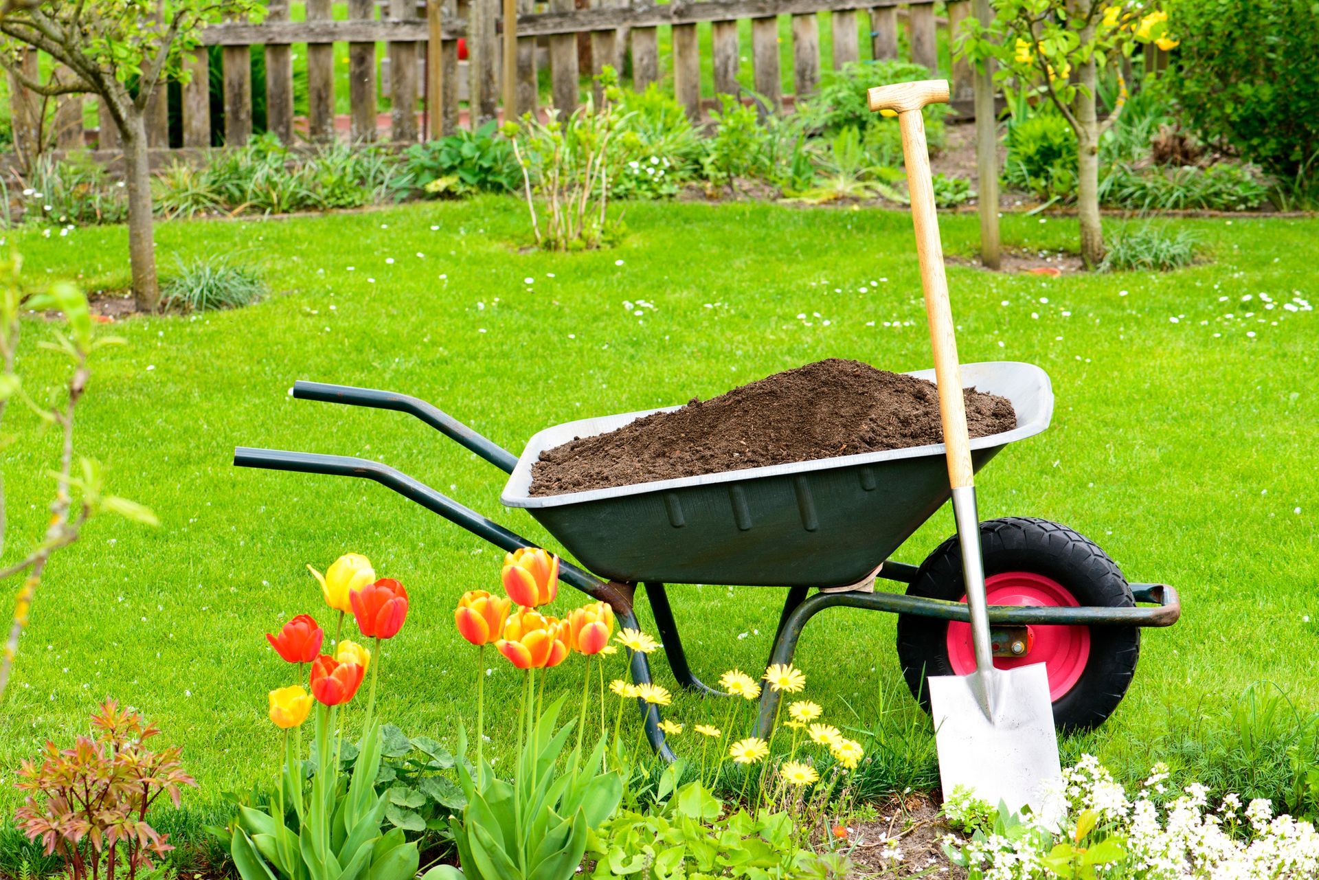 Wheelbarrow filled with soil, shovel, and tulips in a garden. Wheelbarrow filled with soil, shovel, and tulips in a garden.