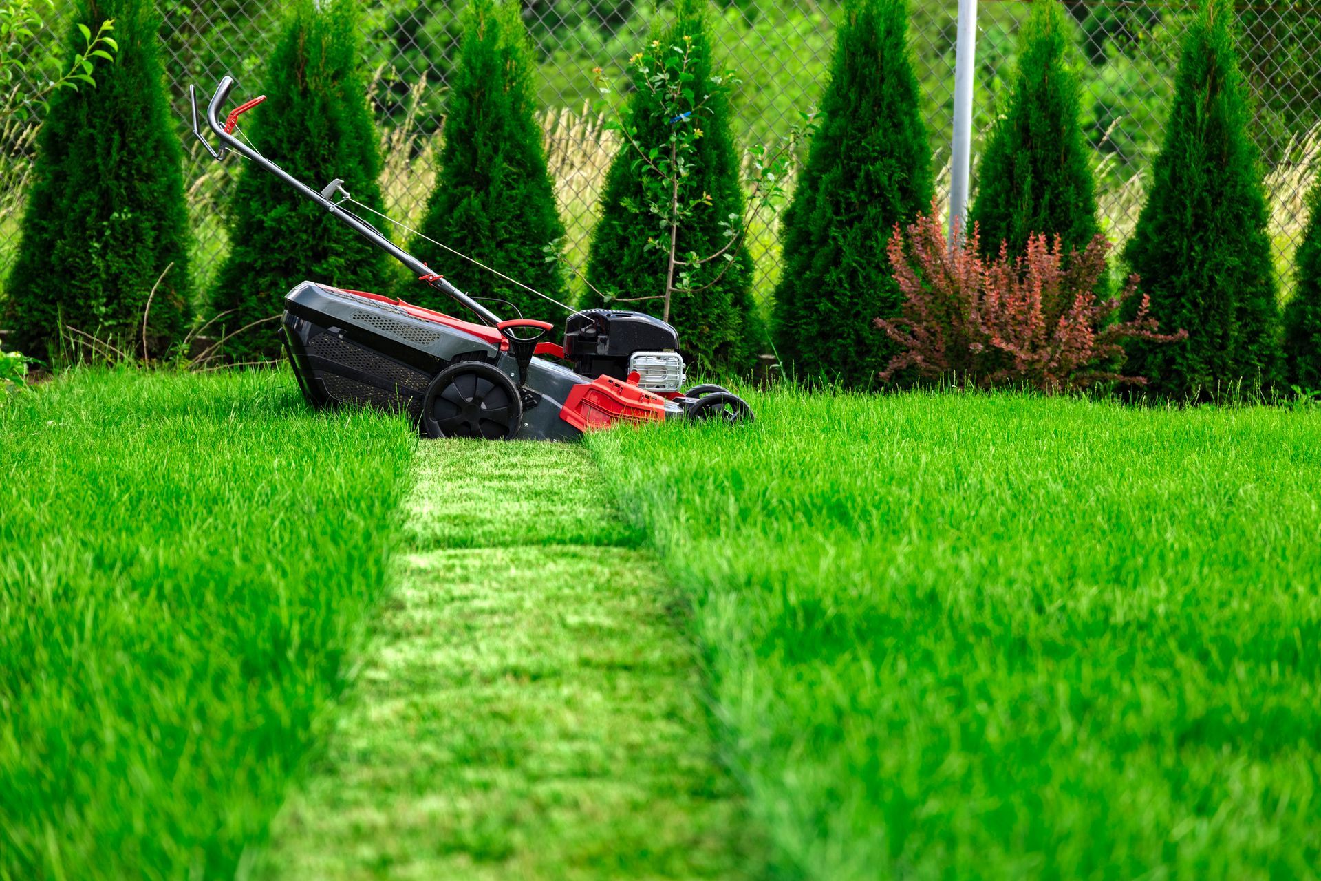 Lawnmower cutting grass in a backyard with green grass, evergreen trees, and a fence. Lawnmower cutting grass in a backyard with green grass, evergreen trees, and a fence.