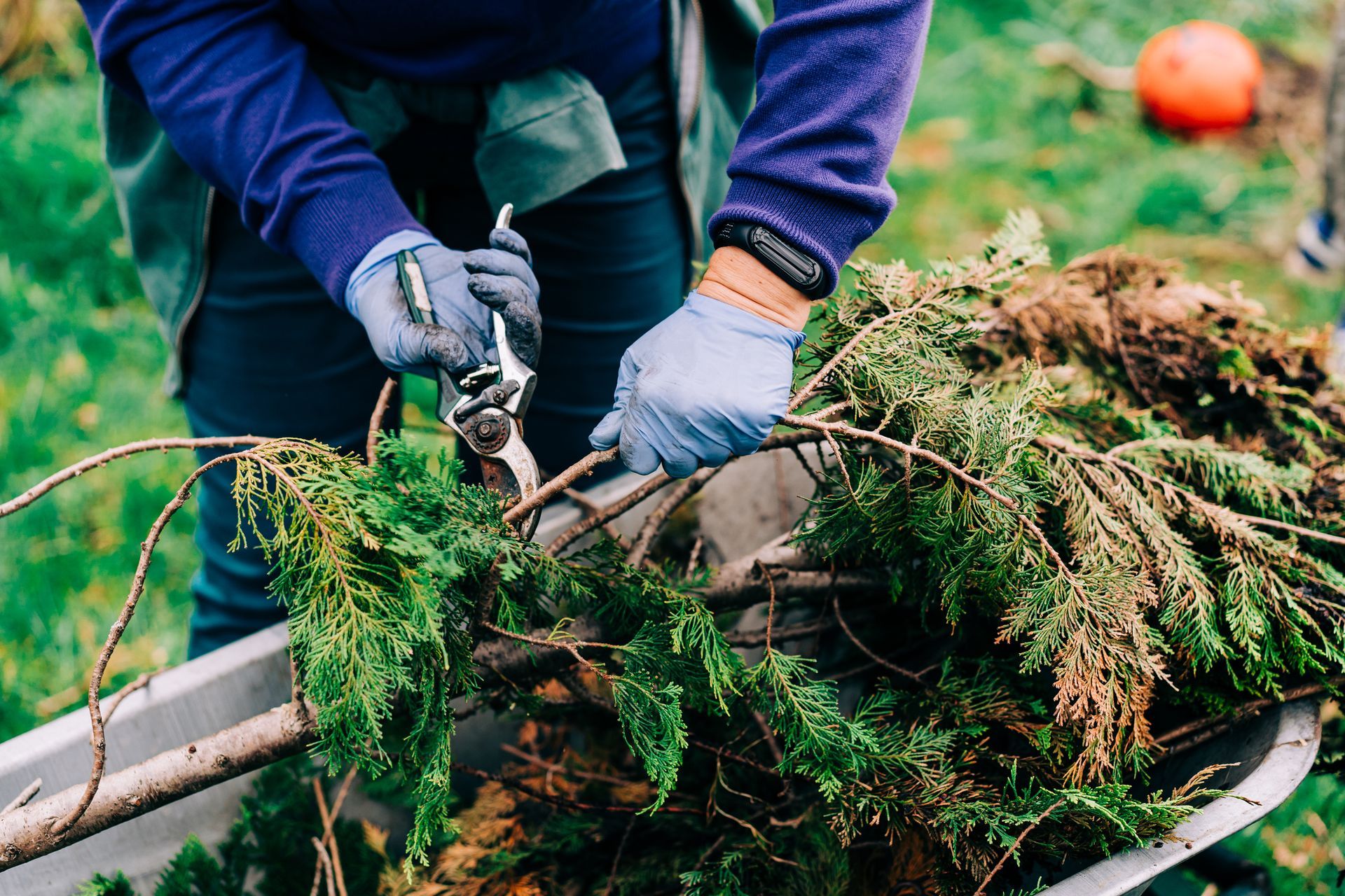 Person pruning evergreen branches into a wheelbarrow, wearing gloves and a vest. Person pruning evergreen branches into a wheelbarrow, wearing gloves and a vest.