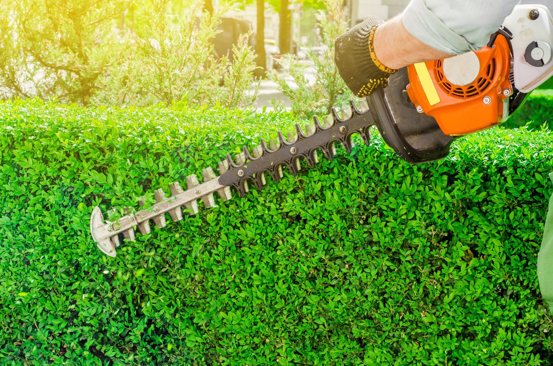 Person trimming a green hedge with a hedge trimmer, outdoors in the sun. Person trimming a green hedge with a hedge trimmer, outdoors in the sun.