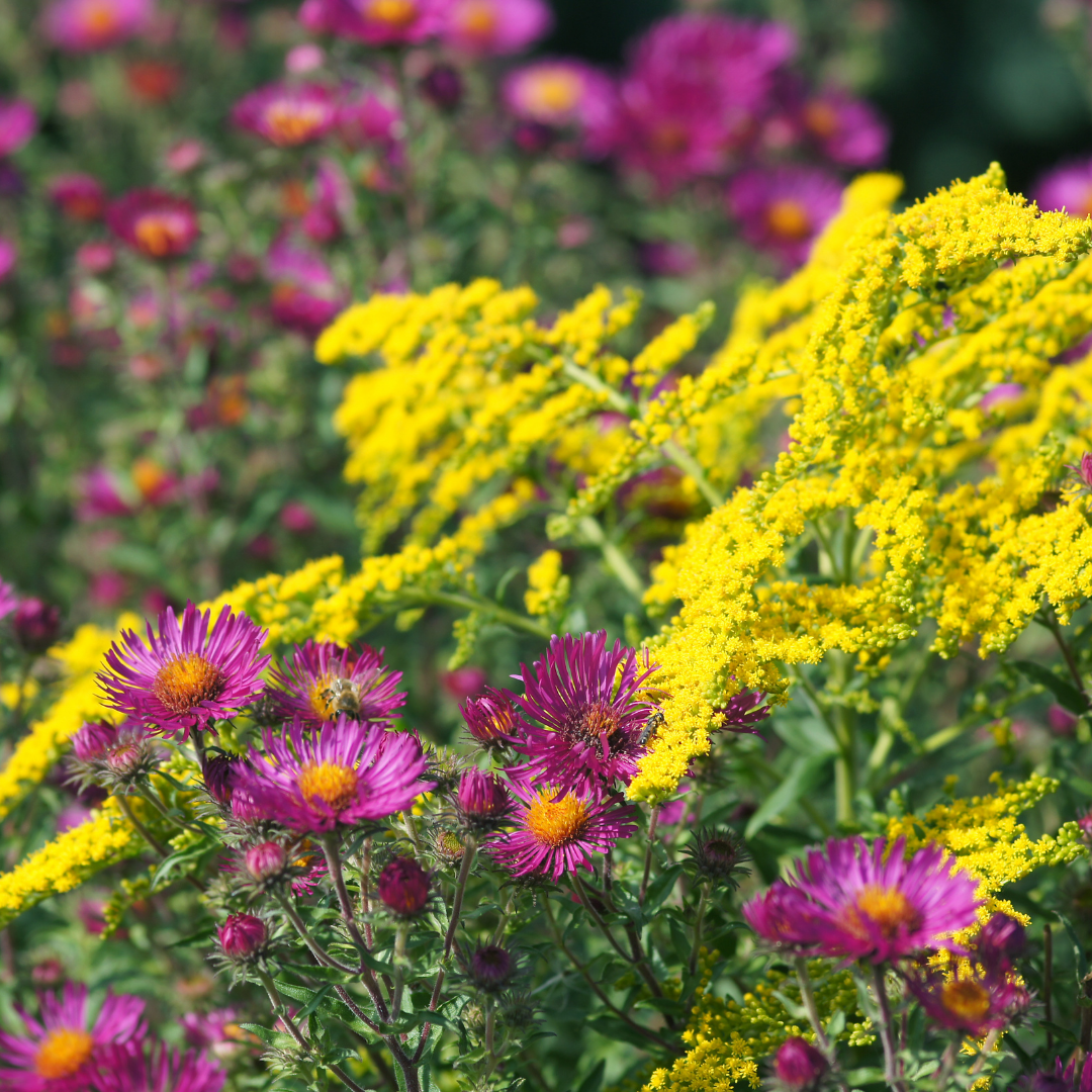 Purple asters and bright yellow goldenrod flowers in a garden.