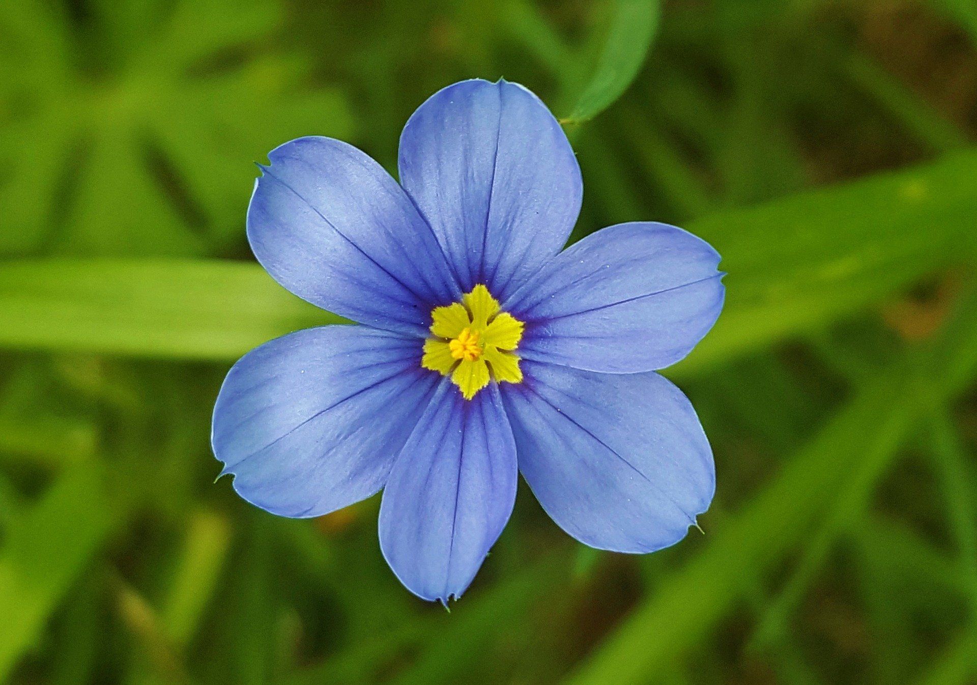Blue-eyed grass flower with six blue petals and a yellow center, surrounded by green grass.
