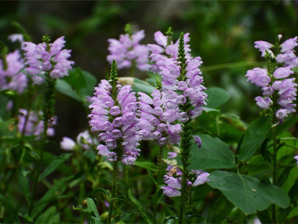 Purple Obedient plant blooms in a garden, green foliage in the background.