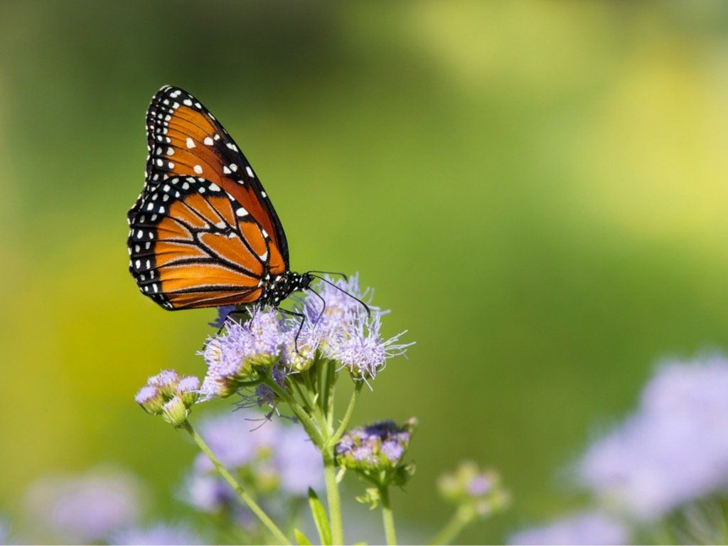 Monarch butterfly with orange and black wings, perched on a cluster of purple flowers, with a blurred green background.
