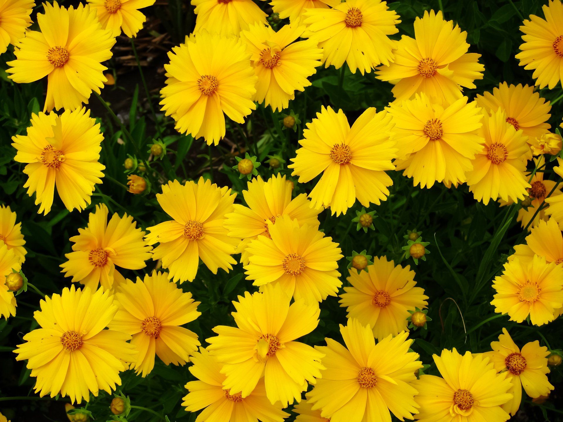 Bright yellow coreopsis flowers in a dense cluster against a backdrop of green leaves.