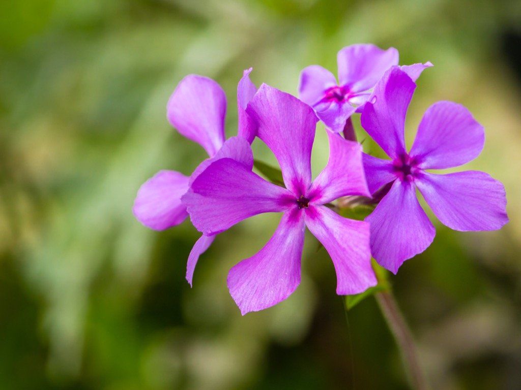 Purple phlox flowers with five petals in focus, green blurred background.