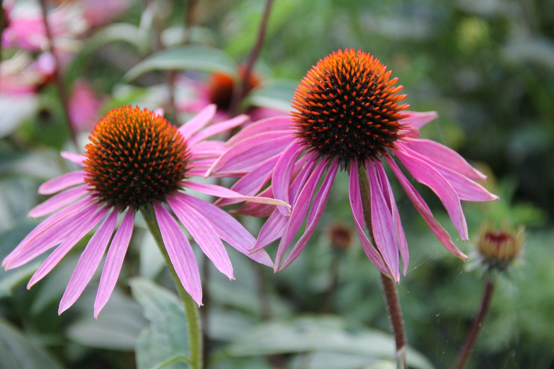 Two purple coneflowers with orange centers against a green background.