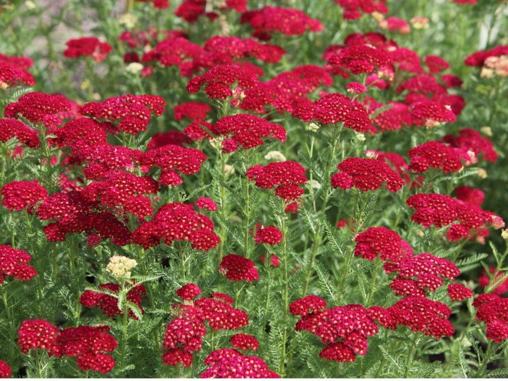 Red yarrow flowers with feathery green foliage, growing densely.