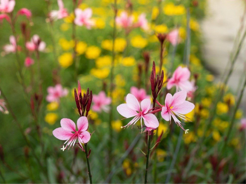 Pink and white Gaura flowers with a backdrop of yellow blooms.