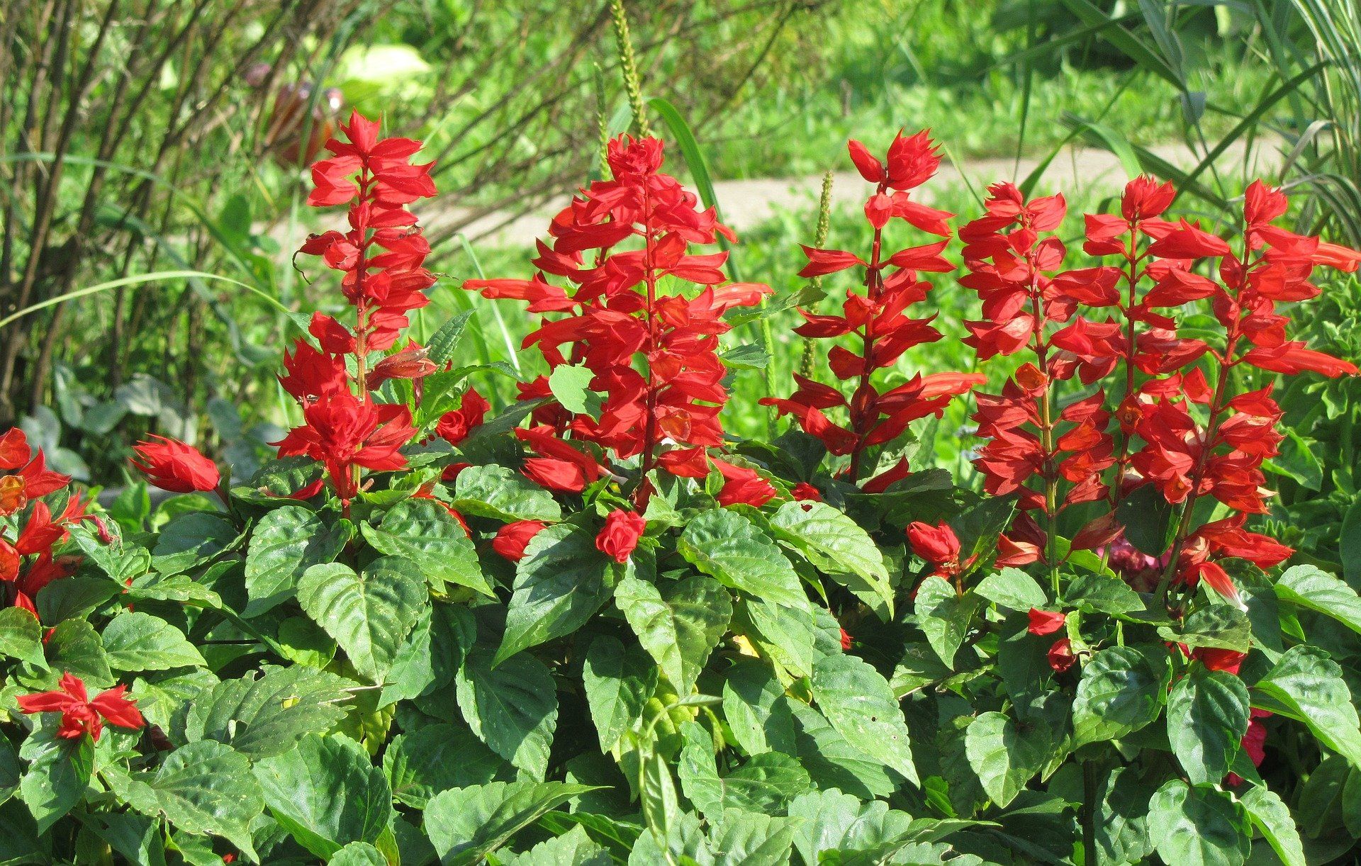 Bright red salvia flowers with green foliage, growing in a garden.